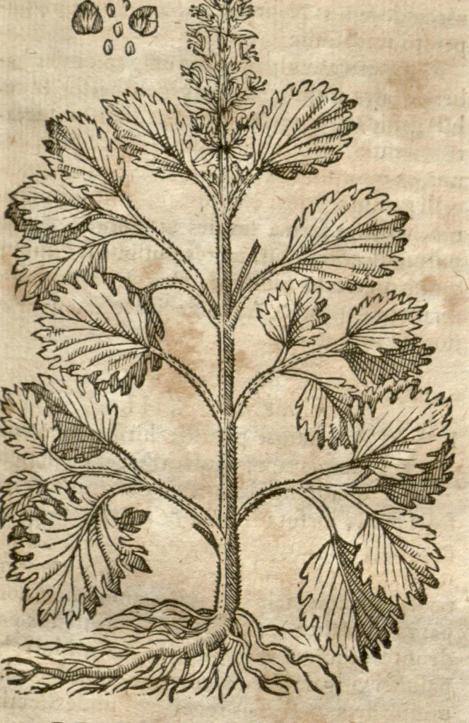 An illustration from Caspari Bauhini Pinax Theatri botanici : sive Index in Theophrasti, Dioscoridis, Plinii et botanicorum qui à seculo scripserunt opera : plantarum circiter sex millium ab ipsis exhibitarum nomina cum earundem synonymiis & differentiis methodice secundum genera & species proponens : opus XL. annorum ..., 1671, leaf 675