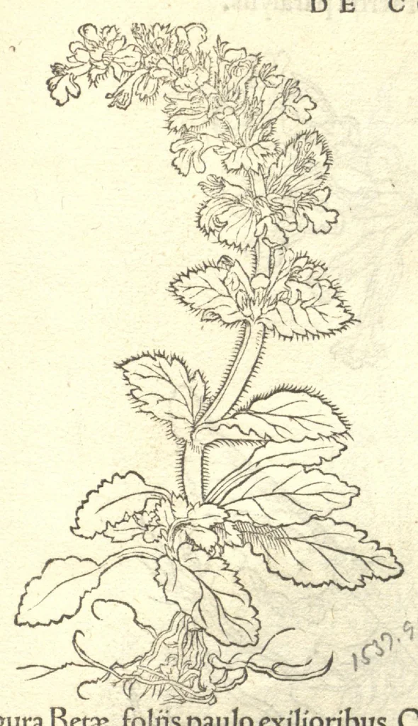 An illustration from Herbarum vivae eiconeb [sic] ad nature? imitationem,summa cum diligentia et artificio effigiate?, una? cum effectibus earundem, in gratiam veteris illius, & jamjam renascentis herbariae medicinae ... Quibus adjecta ad calem, appendix isagogica de usu & administratione simplicium ..., 1530, leaf 102