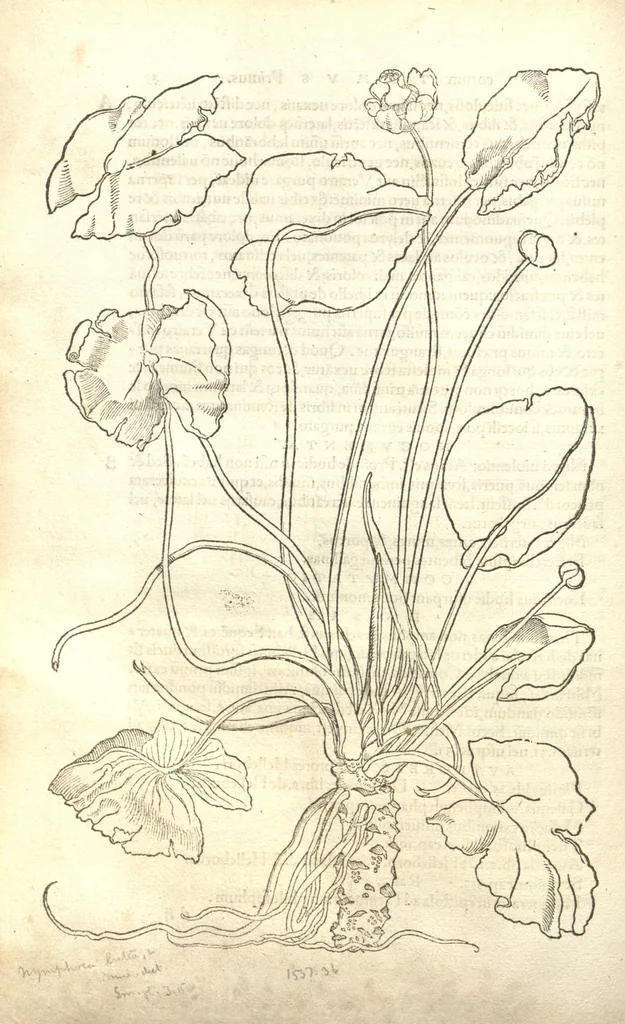 An illustration from Herbarum vivae eiconeb [sic] ad nature? imitationem,summa cum diligentia et artificio effigiate?, una? cum effectibus earundem, in gratiam veteris illius, & jamjam renascentis herbariae medicinae ... Quibus adjecta ad calem, appendix isagogica de usu & administratione simplicium ..., 1530, leaf 43