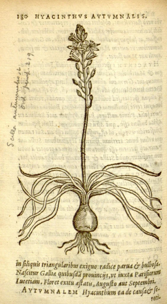 An illustration from Florum, et coronarianum odoratarumque nonnullarum herbarum historia /Remberto Dodonaeo ... auctore., 1569, leaf 180