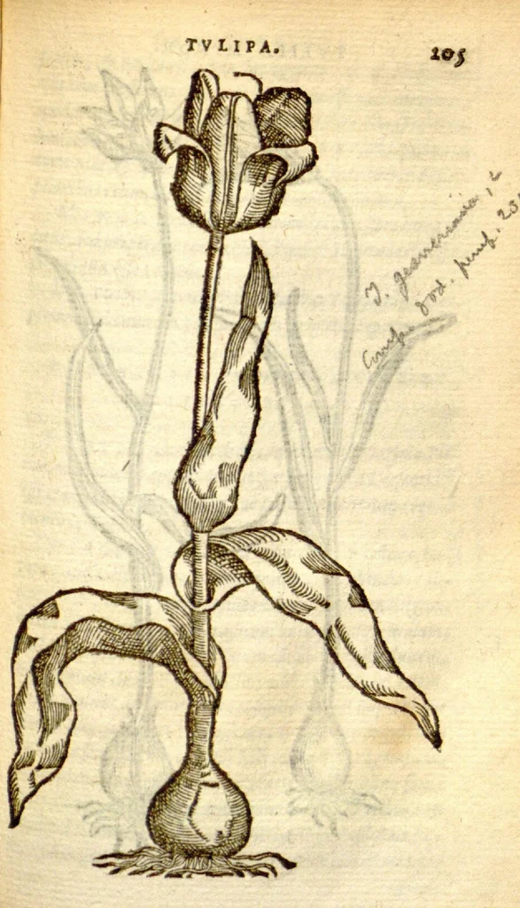 An illustration from Florum, et coronarianum odoratarumque nonnullarum herbarum historia /Remberto Dodonaeo ... auctore., 1569, leaf 205