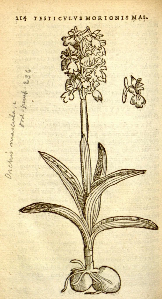 An illustration from Florum, et coronarianum odoratarumque nonnullarum herbarum historia /Remberto Dodonaeo ... auctore., 1569, leaf 214