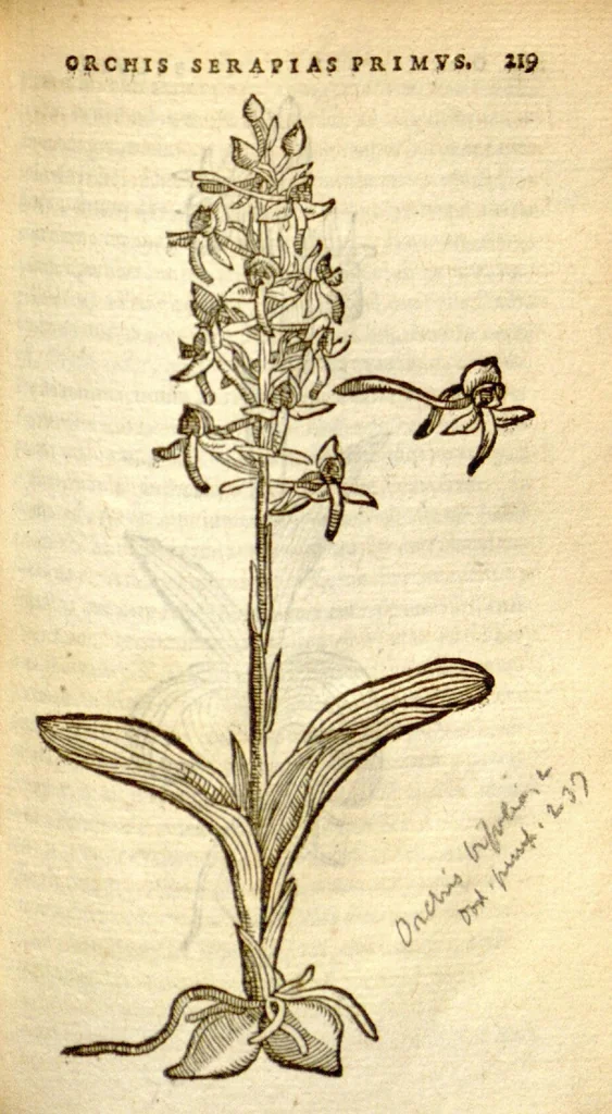 An illustration from Florum, et coronarianum odoratarumque nonnullarum herbarum historia /Remberto Dodonaeo ... auctore., 1569, leaf 219