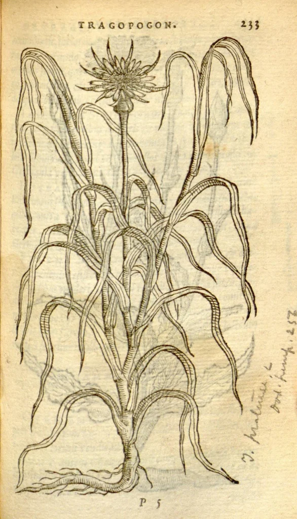 An illustration from Florum, et coronarianum odoratarumque nonnullarum herbarum historia /Remberto Dodonaeo ... auctore., 1569, leaf 233