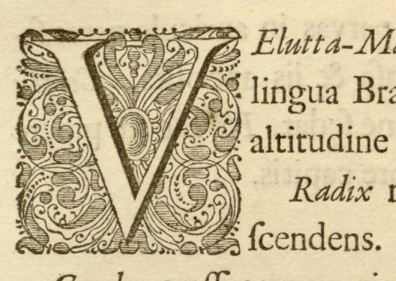 An illustration from Hortus Indicus Malabaricus ?continens regni Malabarici apud Indos cereberrimi onmis generis plantas rariores, Latinas, Malabaricis, Arabicis, Brachmanum charactareibus hominibusque expressas ... /adornatus per Henricum van Rheede, van Draakenstein, ... et Johannem Casearium ... ; notis adauxit, & commentariis illustravit Arnoldus Syen ..., 1678, leaf 114