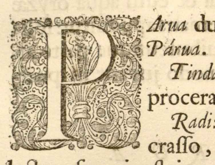An illustration from Hortus Indicus Malabaricus ?continens regni Malabarici apud Indos cereberrimi onmis generis plantas rariores, Latinas, Malabaricis, Arabicis, Brachmanum charactareibus hominibusque expressas ... /adornatus per Henricum van Rheede, van Draakenstein, ... et Johannem Casearium ... ; notis adauxit, & commentariis illustravit Arnoldus Syen ..., 1678, leaf 155