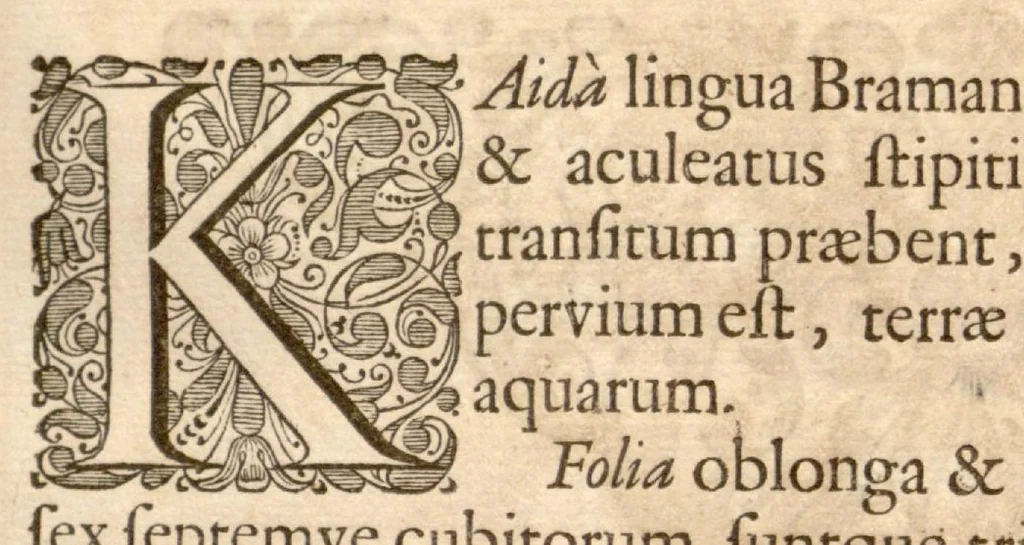 An illustration from Hortus Indicus Malabaricus ?continens regni Malabarici apud Indos cereberrimi onmis generis plantas rariores, Latinas, Malabaricis, Arabicis, Brachmanum charactareibus hominibusque expressas ... /adornatus per Henricum van Rheede, van Draakenstein, ... et Johannem Casearium ... ; notis adauxit, & commentariis illustravit Arnoldus Syen ..., 1678, leaf 190