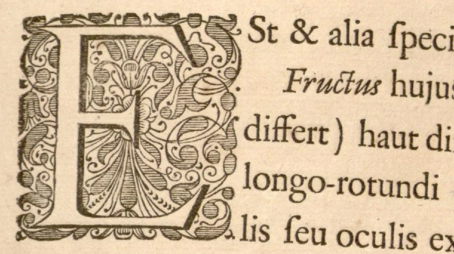 An illustration from Hortus Indicus Malabaricus ?continens regni Malabarici apud Indos cereberrimi onmis generis plantas rariores, Latinas, Malabaricis, Arabicis, Brachmanum charactareibus hominibusque expressas ... /adornatus per Henricum van Rheede, van Draakenstein, ... et Johannem Casearium ... ; notis adauxit, & commentariis illustravit Arnoldus Syen ..., 1678, leaf 202