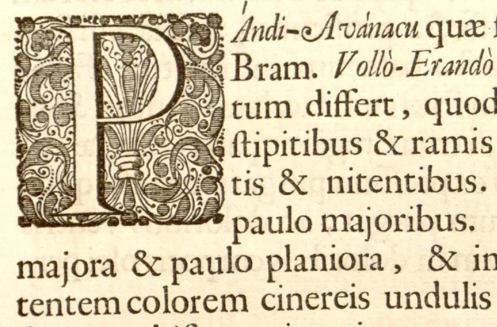 An illustration from Hortus Indicus Malabaricus ?continens regni Malabarici apud Indos cereberrimi onmis generis plantas rariores, Latinas, Malabaricis, Arabicis, Brachmanum charactareibus hominibusque expressas ... /adornatus per Henricum van Rheede, van Draakenstein, ... et Johannem Casearium ... ; notis adauxit, & commentariis illustravit Arnoldus Syen ..., 1678, leaf 276