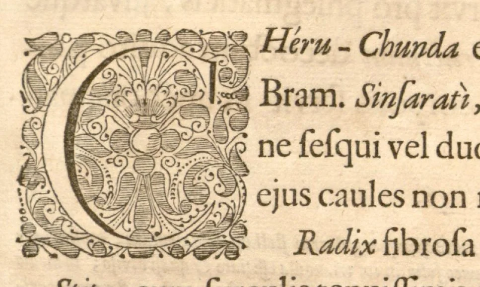 An illustration from Hortus Indicus Malabaricus ?continens regni Malabarici apud Indos cereberrimi onmis generis plantas rariores, Latinas, Malabaricis, Arabicis, Brachmanum charactareibus hominibusque expressas ... /adornatus per Henricum van Rheede, van Draakenstein, ... et Johannem Casearium ... ; notis adauxit, & commentariis illustravit Arnoldus Syen ..., 1678, leaf 287