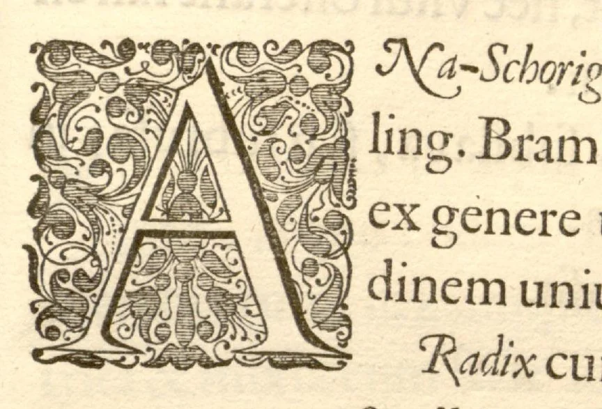 An illustration from Hortus Indicus Malabaricus ?continens regni Malabarici apud Indos cereberrimi onmis generis plantas rariores, Latinas, Malabaricis, Arabicis, Brachmanum charactareibus hominibusque expressas ... /adornatus per Henricum van Rheede, van Draakenstein, ... et Johannem Casearium ... ; notis adauxit, & commentariis illustravit Arnoldus Syen ..., 1678, leaf 301