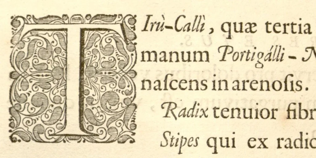 An illustration from Hortus Indicus Malabaricus ?continens regni Malabarici apud Indos cereberrimi onmis generis plantas rariores, Latinas, Malabaricis, Arabicis, Brachmanum charactareibus hominibusque expressas ... /adornatus per Henricum van Rheede, van Draakenstein, ... et Johannem Casearium ... ; notis adauxit, & commentariis illustravit Arnoldus Syen ..., 1678, leaf 310