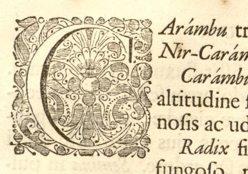 An illustration from Hortus Indicus Malabaricus ?continens regni Malabarici apud Indos cereberrimi onmis generis plantas rariores, Latinas, Malabaricis, Arabicis, Brachmanum charactareibus hominibusque expressas ... /adornatus per Henricum van Rheede, van Draakenstein, ... et Johannem Casearium ... ; notis adauxit, & commentariis illustravit Arnoldus Syen ..., 1678, leaf 325