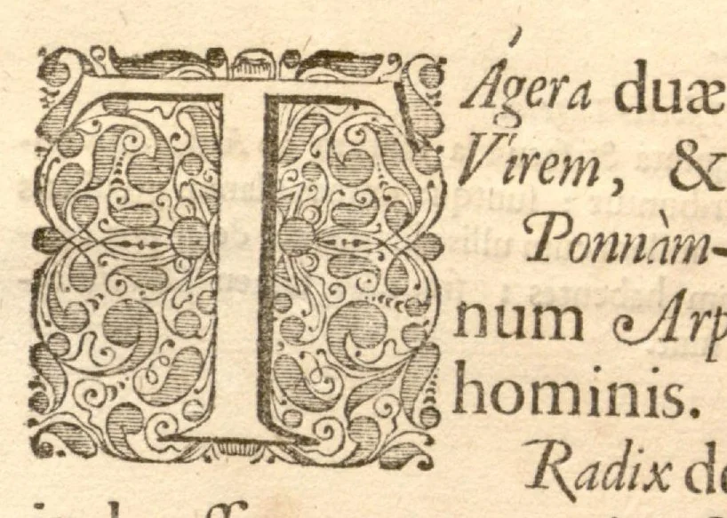 An illustration from Hortus Indicus Malabaricus ?continens regni Malabarici apud Indos cereberrimi onmis generis plantas rariores, Latinas, Malabaricis, Arabicis, Brachmanum charactareibus hominibusque expressas ... /adornatus per Henricum van Rheede, van Draakenstein, ... et Johannem Casearium ... ; notis adauxit, & commentariis illustravit Arnoldus Syen ..., 1678, leaf 333
