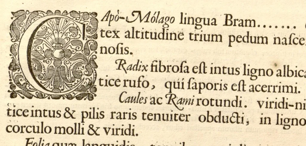 An illustration from Hortus Indicus Malabaricus ?continens regni Malabarici apud Indos cereberrimi onmis generis plantas rariores, Latinas, Malabaricis, Arabicis, Brachmanum charactareibus hominibusque expressas ... /adornatus per Henricum van Rheede, van Draakenstein, ... et Johannem Casearium ... ; notis adauxit, & commentariis illustravit Arnoldus Syen ..., 1678, leaf 343
