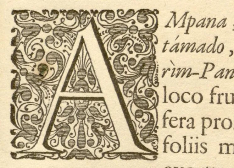 An illustration from Hortus Indicus Malabaricus ?continens regni Malabarici apud Indos cereberrimi onmis generis plantas rariores, Latinas, Malabaricis, Arabicis, Brachmanum charactareibus hominibusque expressas ... /adornatus per Henricum van Rheede, van Draakenstein, ... et Johannem Casearium ... ; notis adauxit, & commentariis illustravit Arnoldus Syen ..., 1678, leaf 43