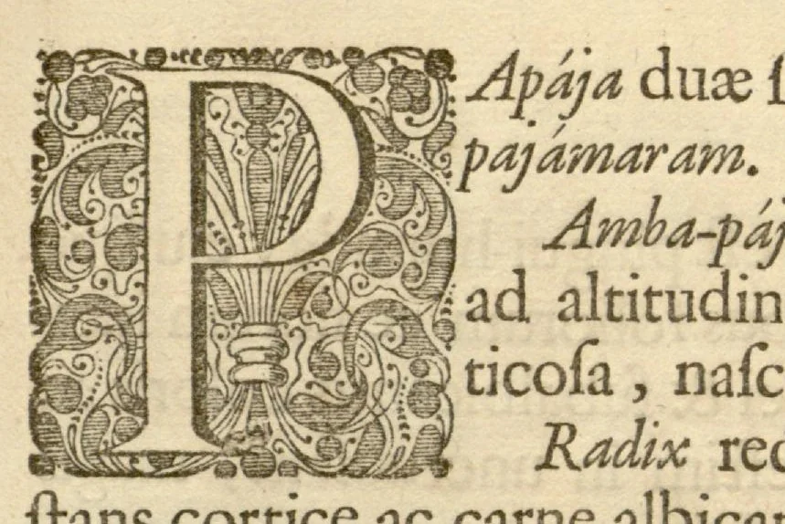 An illustration from Hortus Indicus Malabaricus ?continens regni Malabarici apud Indos cereberrimi onmis generis plantas rariores, Latinas, Malabaricis, Arabicis, Brachmanum charactareibus hominibusque expressas ... /adornatus per Henricum van Rheede, van Draakenstein, ... et Johannem Casearium ... ; notis adauxit, & commentariis illustravit Arnoldus Syen ..., 1678, leaf 55