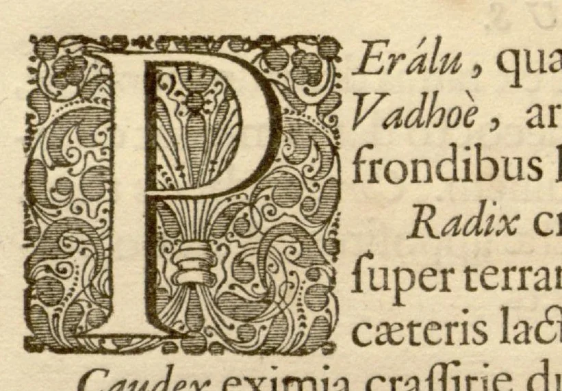 An illustration from Hortus Indicus Malabaricus ?continens regni Malabarici apud Indos cereberrimi onmis generis plantas rariores, Latinas, Malabaricis, Arabicis, Brachmanum charactareibus hominibusque expressas ... /adornatus per Henricum van Rheede, van Draakenstein, ... et Johannem Casearium ... ; notis adauxit, & commentariis illustravit Arnoldus Syen ..., 1678, leaf 96
