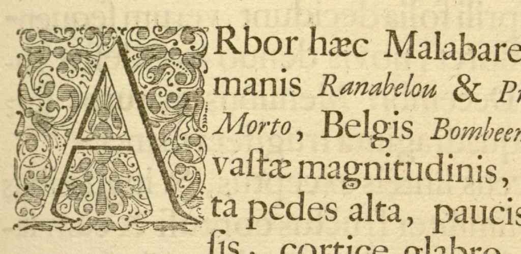 An illustration from Hortus Indicus Malabaricus ?continens regni Malabarici apud Indos cereberrimi onmis generis plantas rariores, Latinas, Malabaricis, Arabicis, Brachmanum charactareibus hominibusque expressas ... /adornatus per Henricum van Rheede, van Draakenstein, ... et Johannem Casearium ... ; notis adauxit, & commentariis illustravit Arnoldus Syen ..., 1678, leaf 109