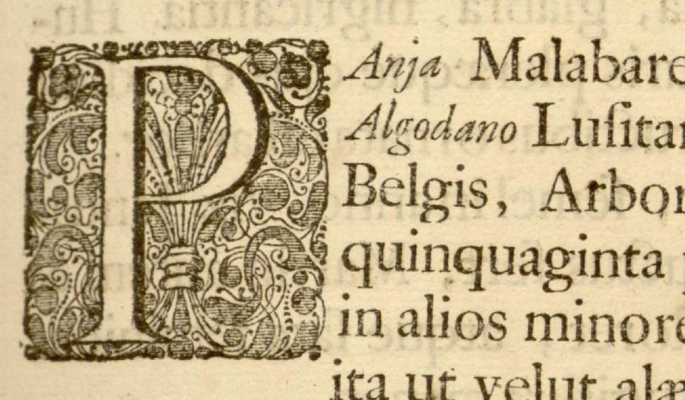 An illustration from Hortus Indicus Malabaricus ?continens regni Malabarici apud Indos cereberrimi onmis generis plantas rariores, Latinas, Malabaricis, Arabicis, Brachmanum charactareibus hominibusque expressas ... /adornatus per Henricum van Rheede, van Draakenstein, ... et Johannem Casearium ... ; notis adauxit, & commentariis illustravit Arnoldus Syen ..., 1678, leaf 128