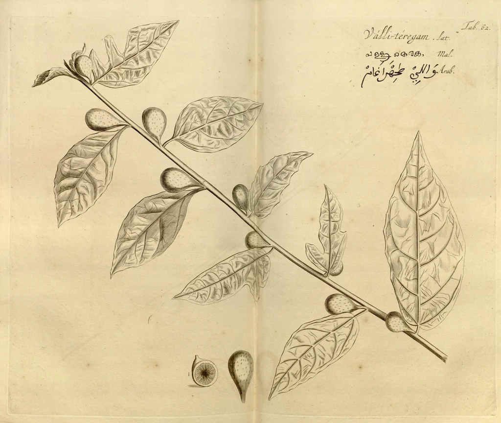An illustration from Hortus Indicus Malabaricus ?continens regni Malabarici apud Indos cereberrimi onmis generis plantas rariores, Latinas, Malabaricis, Arabicis, Brachmanum charactareibus hominibusque expressas ... /adornatus per Henricum van Rheede, van Draakenstein, ... et Johannem Casearium ... ; notis adauxit, & commentariis illustravit Arnoldus Syen ..., 1678, leaf 159