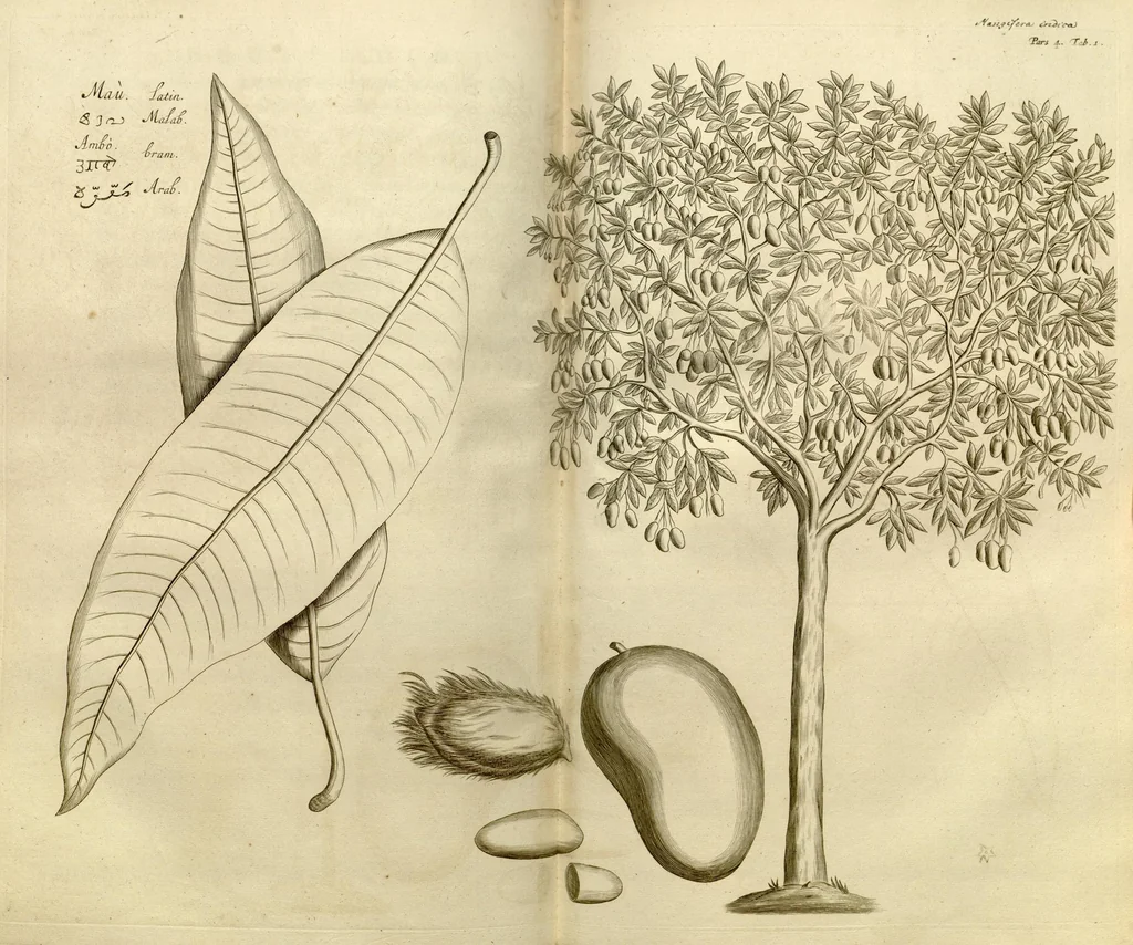 An illustration from Hortus Indicus Malabaricus ?continens regni Malabarici apud Indos cereberrimi onmis generis plantas rariores, Latinas, Malabaricis, Arabicis, Brachmanum charactareibus hominibusque expressas ... /adornatus per Henricum van Rheede, van Draakenstein, ... et Johannem Casearium ... ; notis adauxit, & commentariis illustravit Arnoldus Syen ..., 1678, leaf 168