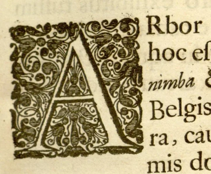 An illustration from Hortus Indicus Malabaricus ?continens regni Malabarici apud Indos cereberrimi onmis generis plantas rariores, Latinas, Malabaricis, Arabicis, Brachmanum charactareibus hominibusque expressas ... /adornatus per Henricum van Rheede, van Draakenstein, ... et Johannem Casearium ... ; notis adauxit, & commentariis illustravit Arnoldus Syen ..., 1678, leaf 205