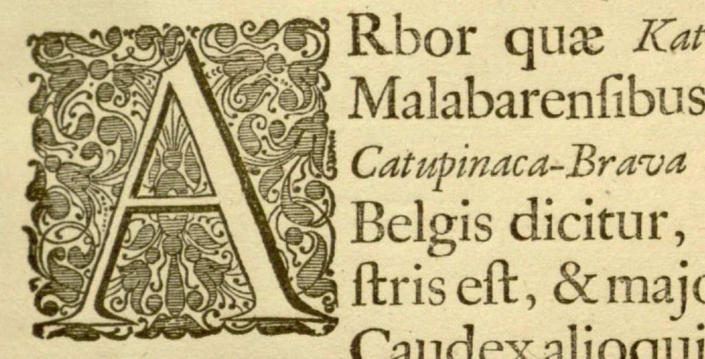 An illustration from Hortus Indicus Malabaricus ?continens regni Malabarici apud Indos cereberrimi onmis generis plantas rariores, Latinas, Malabaricis, Arabicis, Brachmanum charactareibus hominibusque expressas ... /adornatus per Henricum van Rheede, van Draakenstein, ... et Johannem Casearium ... ; notis adauxit, & commentariis illustravit Arnoldus Syen ..., 1678, leaf 231