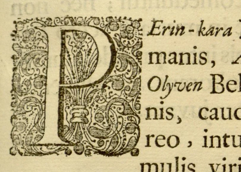 An illustration from Hortus Indicus Malabaricus ?continens regni Malabarici apud Indos cereberrimi onmis generis plantas rariores, Latinas, Malabaricis, Arabicis, Brachmanum charactareibus hominibusque expressas ... /adornatus per Henricum van Rheede, van Draakenstein, ... et Johannem Casearium ... ; notis adauxit, & commentariis illustravit Arnoldus Syen ..., 1678, leaf 236
