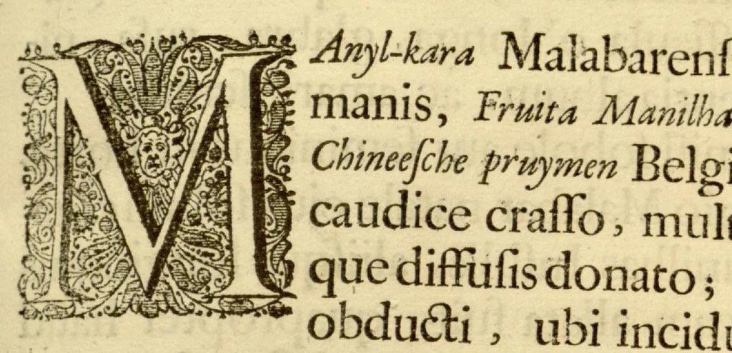 An illustration from Hortus Indicus Malabaricus ?continens regni Malabarici apud Indos cereberrimi onmis generis plantas rariores, Latinas, Malabaricis, Arabicis, Brachmanum charactareibus hominibusque expressas ... /adornatus per Henricum van Rheede, van Draakenstein, ... et Johannem Casearium ... ; notis adauxit, & commentariis illustravit Arnoldus Syen ..., 1678, leaf 239