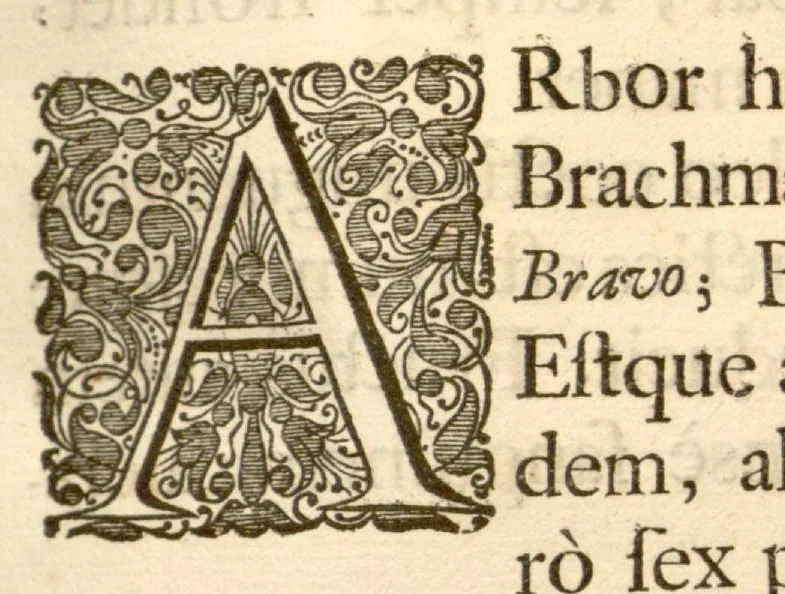 An illustration from Hortus Indicus Malabaricus ?continens regni Malabarici apud Indos cereberrimi onmis generis plantas rariores, Latinas, Malabaricis, Arabicis, Brachmanum charactareibus hominibusque expressas ... /adornatus per Henricum van Rheede, van Draakenstein, ... et Johannem Casearium ... ; notis adauxit, & commentariis illustravit Arnoldus Syen ..., 1678, leaf 242