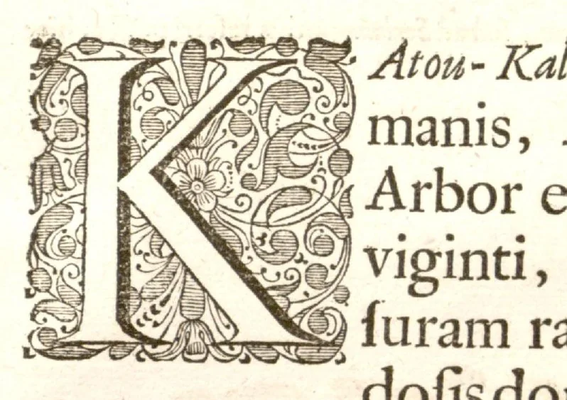 An illustration from Hortus Indicus Malabaricus ?continens regni Malabarici apud Indos cereberrimi onmis generis plantas rariores, Latinas, Malabaricis, Arabicis, Brachmanum charactareibus hominibusque expressas ... /adornatus per Henricum van Rheede, van Draakenstein, ... et Johannem Casearium ... ; notis adauxit, & commentariis illustravit Arnoldus Syen ..., 1678, leaf 263