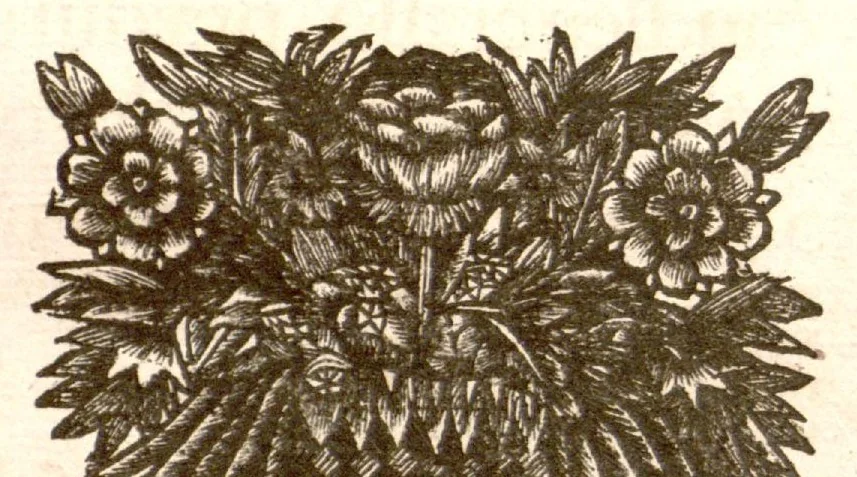 An illustration from Hortus Indicus Malabaricus ?continens regni Malabarici apud Indos cereberrimi onmis generis plantas rariores, Latinas, Malabaricis, Arabicis, Brachmanum charactareibus hominibusque expressas ... /adornatus per Henricum van Rheede, van Draakenstein, ... et Johannem Casearium ... ; notis adauxit, & commentariis illustravit Arnoldus Syen ..., 1678, leaf 270