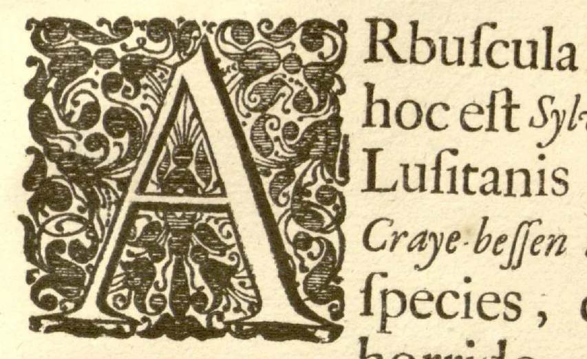 An illustration from Hortus Indicus Malabaricus ?continens regni Malabarici apud Indos cereberrimi onmis generis plantas rariores, Latinas, Malabaricis, Arabicis, Brachmanum charactareibus hominibusque expressas ... /adornatus per Henricum van Rheede, van Draakenstein, ... et Johannem Casearium ... ; notis adauxit, & commentariis illustravit Arnoldus Syen ..., 1678, leaf 293