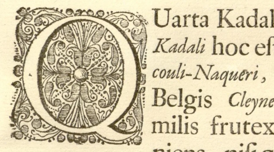 An illustration from Hortus Indicus Malabaricus ?continens regni Malabarici apud Indos cereberrimi onmis generis plantas rariores, Latinas, Malabaricis, Arabicis, Brachmanum charactareibus hominibusque expressas ... /adornatus per Henricum van Rheede, van Draakenstein, ... et Johannem Casearium ... ; notis adauxit, & commentariis illustravit Arnoldus Syen ..., 1678, leaf 295