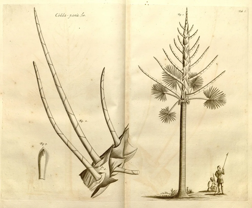 An illustration from Hortus Indicus Malabaricus ?continens regni Malabarici apud Indos cereberrimi onmis generis plantas rariores, Latinas, Malabaricis, Arabicis, Brachmanum charactareibus hominibusque expressas ... /adornatus per Henricum van Rheede, van Draakenstein, ... et Johannem Casearium ... ; notis adauxit, & commentariis illustravit Arnoldus Syen ..., 1678, leaf 30