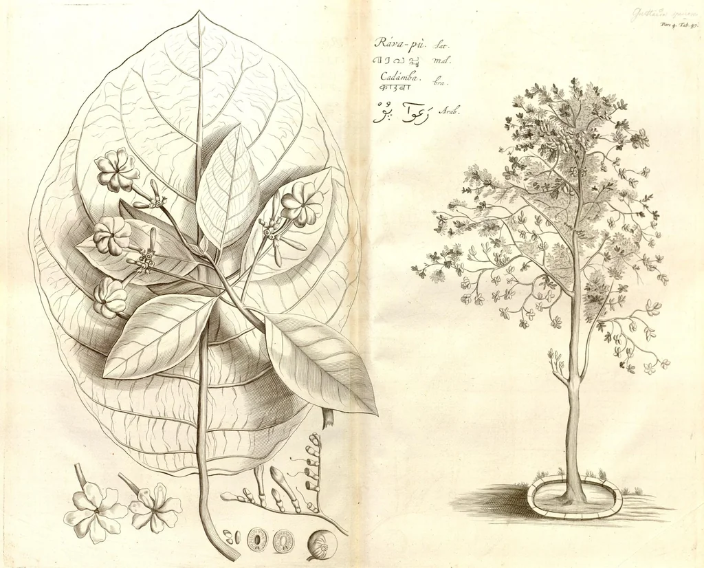 An illustration from Hortus Indicus Malabaricus ?continens regni Malabarici apud Indos cereberrimi onmis generis plantas rariores, Latinas, Malabaricis, Arabicis, Brachmanum charactareibus hominibusque expressas ... /adornatus per Henricum van Rheede, van Draakenstein, ... et Johannem Casearium ... ; notis adauxit, & commentariis illustravit Arnoldus Syen ..., 1678, leaf 301