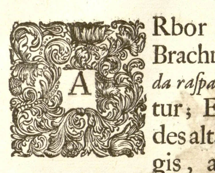 An illustration from Hortus Indicus Malabaricus ?continens regni Malabarici apud Indos cereberrimi onmis generis plantas rariores, Latinas, Malabaricis, Arabicis, Brachmanum charactareibus hominibusque expressas ... /adornatus per Henricum van Rheede, van Draakenstein, ... et Johannem Casearium ... ; notis adauxit, & commentariis illustravit Arnoldus Syen ..., 1678, leaf 337