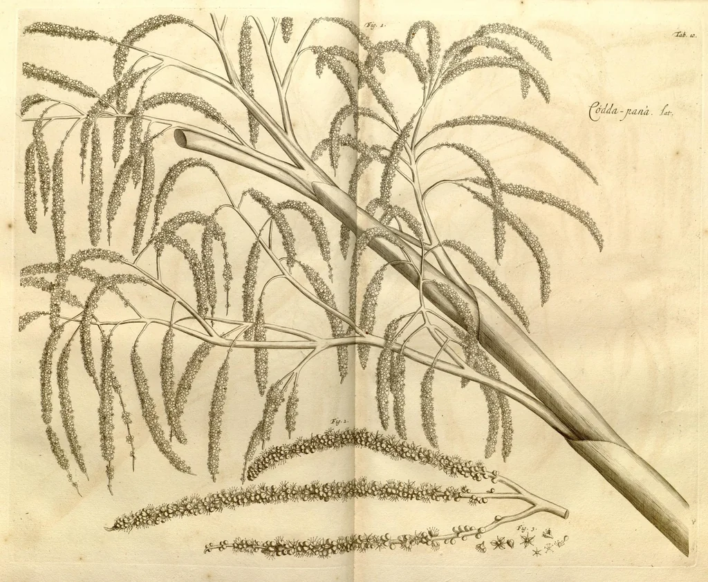An illustration from Hortus Indicus Malabaricus ?continens regni Malabarici apud Indos cereberrimi onmis generis plantas rariores, Latinas, Malabaricis, Arabicis, Brachmanum charactareibus hominibusque expressas ... /adornatus per Henricum van Rheede, van Draakenstein, ... et Johannem Casearium ... ; notis adauxit, & commentariis illustravit Arnoldus Syen ..., 1678, leaf 34