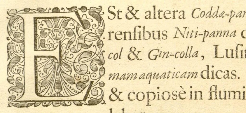 An illustration from Hortus Indicus Malabaricus ?continens regni Malabarici apud Indos cereberrimi onmis generis plantas rariores, Latinas, Malabaricis, Arabicis, Brachmanum charactareibus hominibusque expressas ... /adornatus per Henricum van Rheede, van Draakenstein, ... et Johannem Casearium ... ; notis adauxit, & commentariis illustravit Arnoldus Syen ..., 1678, leaf 43