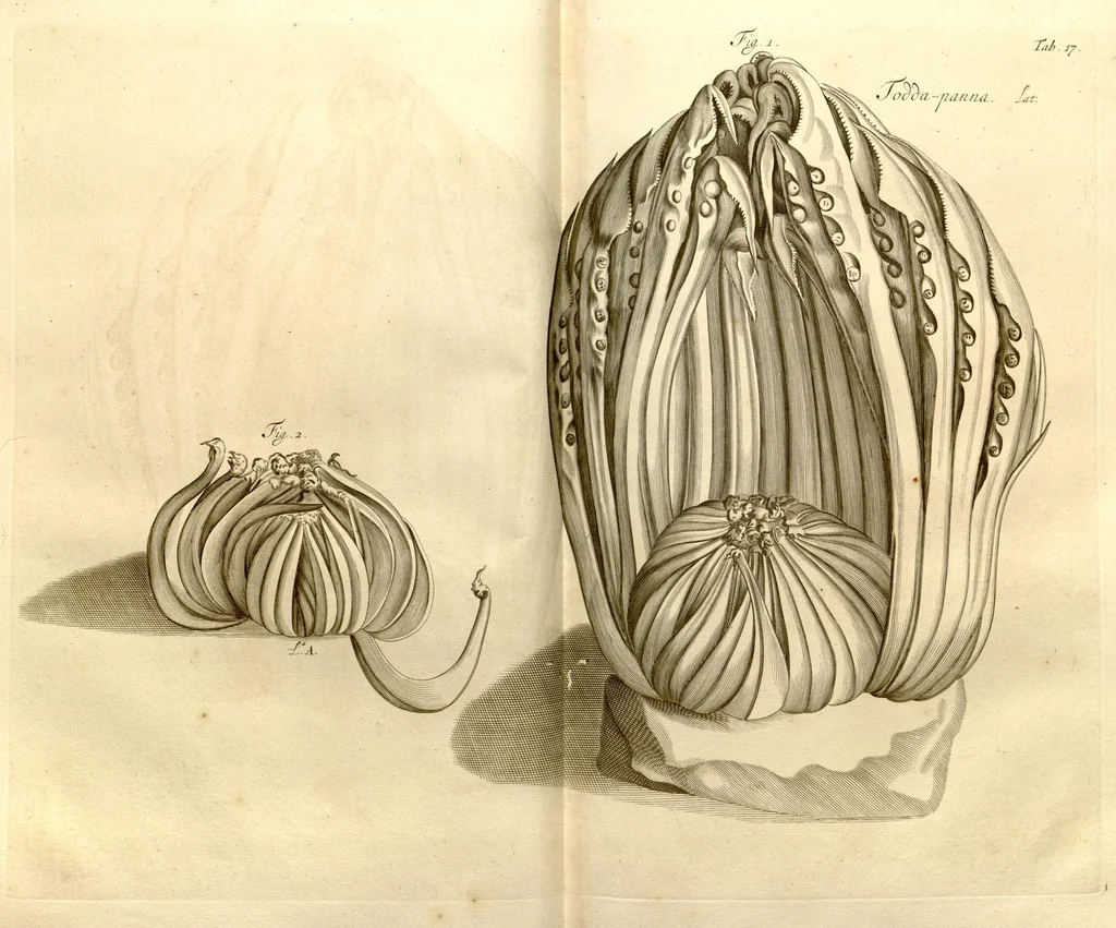 An illustration from Hortus Indicus Malabaricus ?continens regni Malabarici apud Indos cereberrimi onmis generis plantas rariores, Latinas, Malabaricis, Arabicis, Brachmanum charactareibus hominibusque expressas ... /adornatus per Henricum van Rheede, van Draakenstein, ... et Johannem Casearium ... ; notis adauxit, & commentariis illustravit Arnoldus Syen ..., 1678, leaf 48