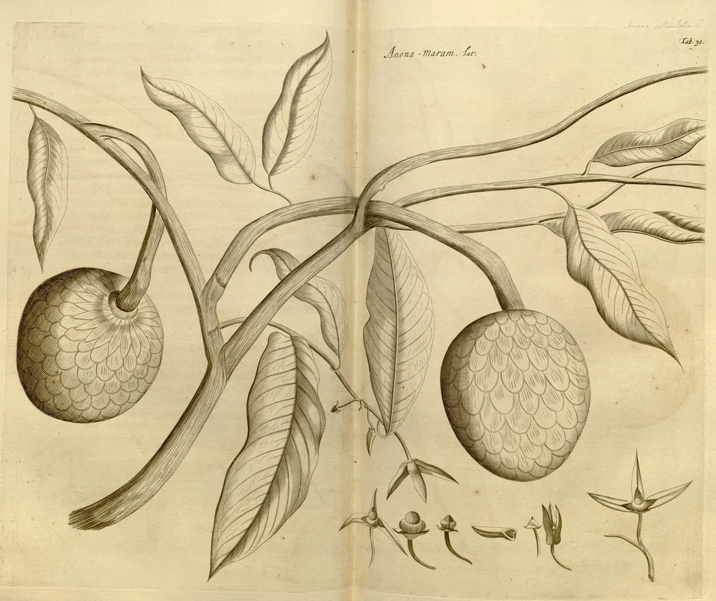 An illustration from Hortus Indicus Malabaricus ?continens regni Malabarici apud Indos cereberrimi onmis generis plantas rariores, Latinas, Malabaricis, Arabicis, Brachmanum charactareibus hominibusque expressas ... /adornatus per Henricum van Rheede, van Draakenstein, ... et Johannem Casearium ... ; notis adauxit, & commentariis illustravit Arnoldus Syen ..., 1678, leaf 75