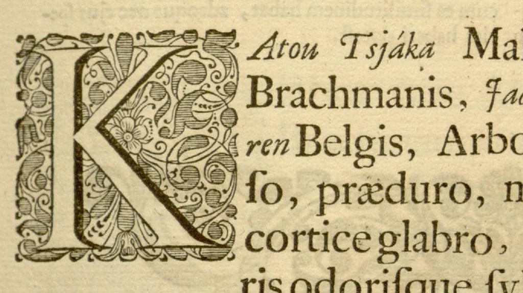 An illustration from Hortus Indicus Malabaricus ?continens regni Malabarici apud Indos cereberrimi onmis generis plantas rariores, Latinas, Malabaricis, Arabicis, Brachmanum charactareibus hominibusque expressas ... /adornatus per Henricum van Rheede, van Draakenstein, ... et Johannem Casearium ... ; notis adauxit, & commentariis illustravit Arnoldus Syen ..., 1678, leaf 83