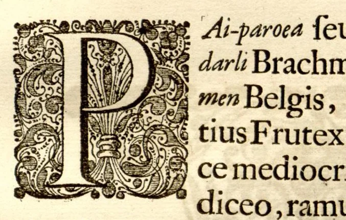 An illustration from Hortus Indicus Malabaricus ?continens regni Malabarici apud Indos cereberrimi onmis generis plantas rariores, Latinas, Malabaricis, Arabicis, Brachmanum charactareibus hominibusque expressas ... /adornatus per Henricum van Rheede, van Draakenstein, ... et Johannem Casearium ... ; notis adauxit, & commentariis illustravit Arnoldus Syen ..., 1678, leaf 132