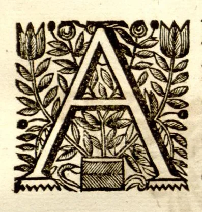 An illustration from Hortus Indicus Malabaricus ?continens regni Malabarici apud Indos cereberrimi onmis generis plantas rariores, Latinas, Malabaricis, Arabicis, Brachmanum charactareibus hominibusque expressas ... /adornatus per Henricum van Rheede, van Draakenstein, ... et Johannem Casearium ... ; notis adauxit, & commentariis illustravit Arnoldus Syen ..., 1678, leaf 135