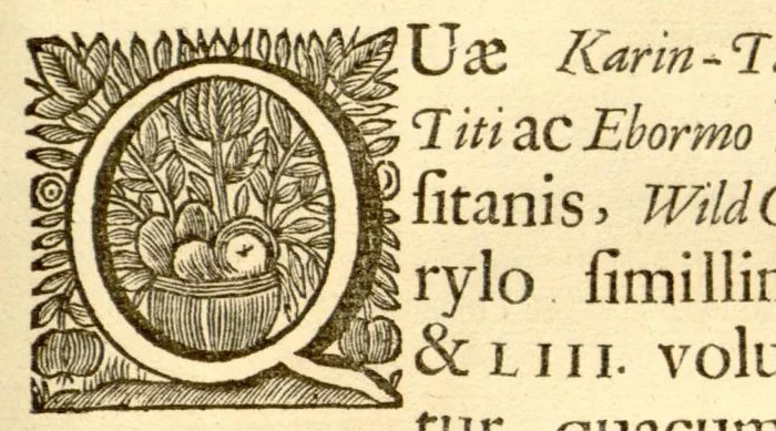 An illustration from Hortus Indicus Malabaricus ?continens regni Malabarici apud Indos cereberrimi onmis generis plantas rariores, Latinas, Malabaricis, Arabicis, Brachmanum charactareibus hominibusque expressas ... /adornatus per Henricum van Rheede, van Draakenstein, ... et Johannem Casearium ... ; notis adauxit, & commentariis illustravit Arnoldus Syen ..., 1678, leaf 239