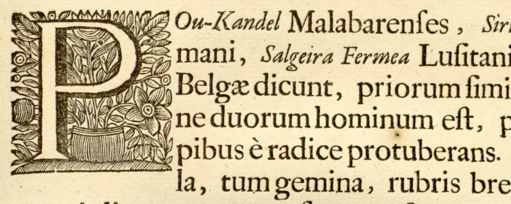 An illustration from Hortus Indicus Malabaricus ?continens regni Malabarici apud Indos cereberrimi onmis generis plantas rariores, Latinas, Malabaricis, Arabicis, Brachmanum charactareibus hominibusque expressas ... /adornatus per Henricum van Rheede, van Draakenstein, ... et Johannem Casearium ... ; notis adauxit, & commentariis illustravit Arnoldus Syen ..., 1678, leaf 266