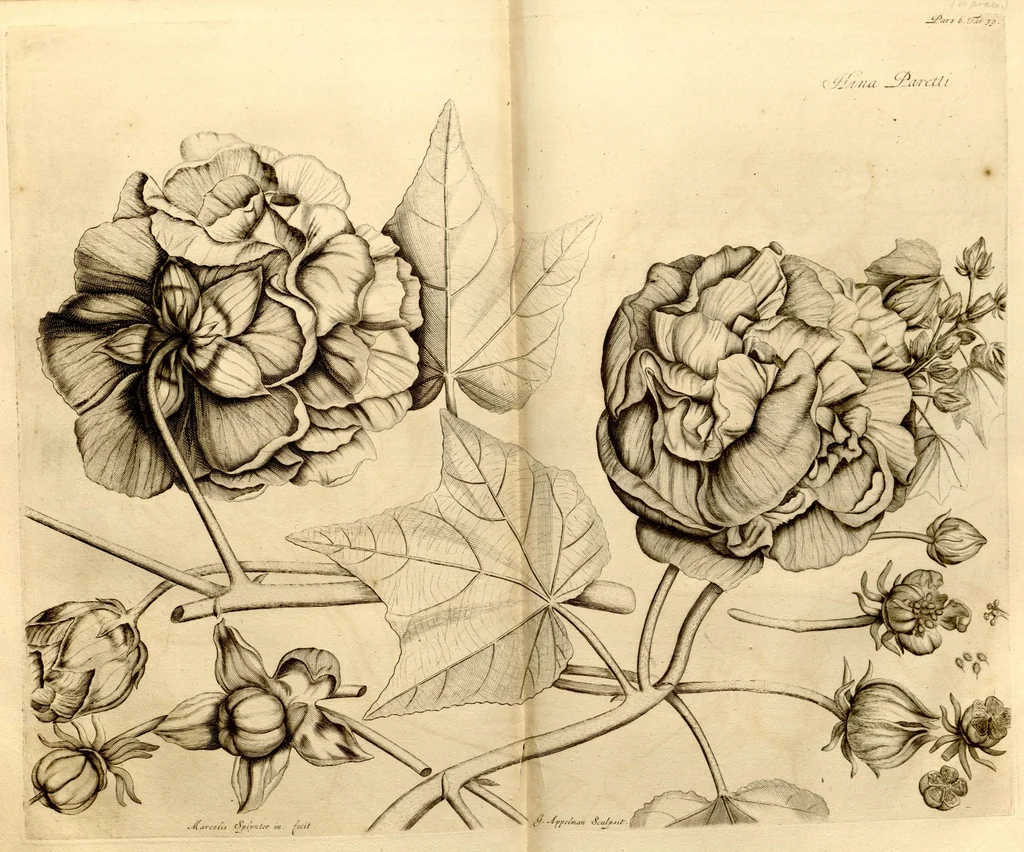 An illustration from Hortus Indicus Malabaricus ?continens regni Malabarici apud Indos cereberrimi onmis generis plantas rariores, Latinas, Malabaricis, Arabicis, Brachmanum charactareibus hominibusque expressas ... /adornatus per Henricum van Rheede, van Draakenstein, ... et Johannem Casearium ... ; notis adauxit, & commentariis illustravit Arnoldus Syen ..., 1678, leaf 270