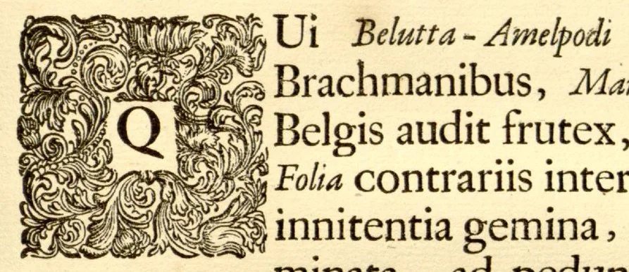 An illustration from Hortus Indicus Malabaricus ?continens regni Malabarici apud Indos cereberrimi onmis generis plantas rariores, Latinas, Malabaricis, Arabicis, Brachmanum charactareibus hominibusque expressas ... /adornatus per Henricum van Rheede, van Draakenstein, ... et Johannem Casearium ... ; notis adauxit, & commentariis illustravit Arnoldus Syen ..., 1678, leaf 291