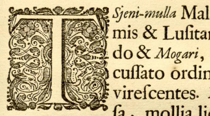An illustration from Hortus Indicus Malabaricus ?continens regni Malabarici apud Indos cereberrimi onmis generis plantas rariores, Latinas, Malabaricis, Arabicis, Brachmanum charactareibus hominibusque expressas ... /adornatus per Henricum van Rheede, van Draakenstein, ... et Johannem Casearium ... ; notis adauxit, & commentariis illustravit Arnoldus Syen ..., 1678, leaf 293